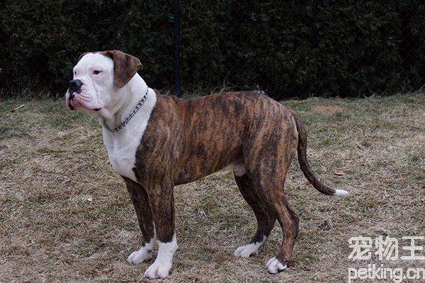 什么是美国斗牛犬？美国斗牛犬怎么训练？