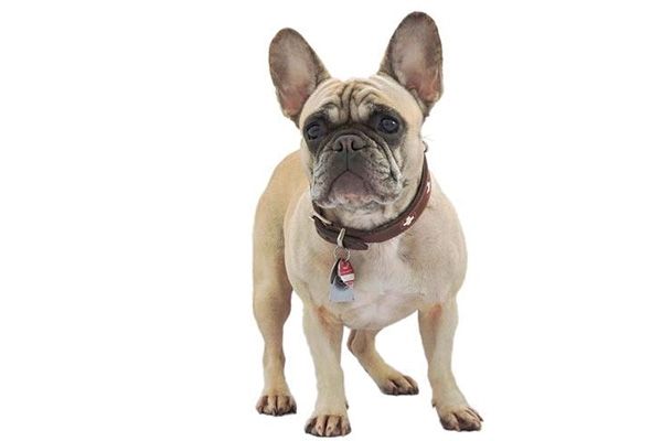 美国斗牛犬训练黄金时间是什么时候？