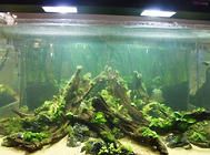 水族箱生态系统建立需考虑哪些条件?