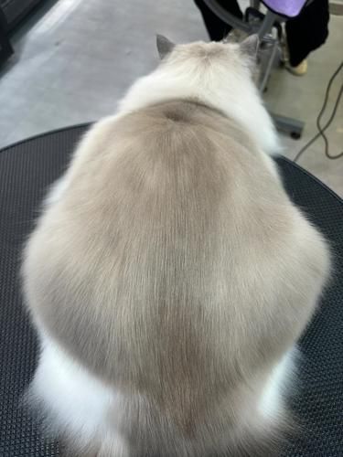 男朋友家的猫几年没洗了，今天被我送去洗了…