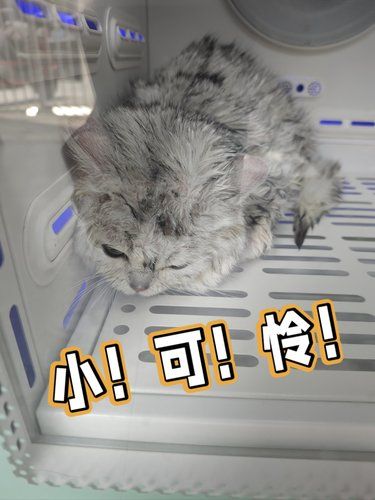 社恐i猫，第一次洗澡吓坏了！