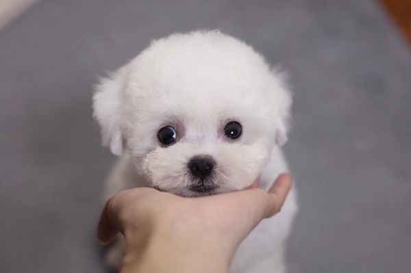 比熊多大可以吃干狗粮?成年和幼犬都有讲究,你知道怎么喂好吗?
