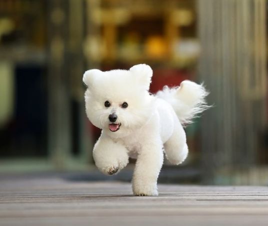比熊多大可以吃干狗粮?成年和幼犬都有讲究,你知道怎么喂好吗?