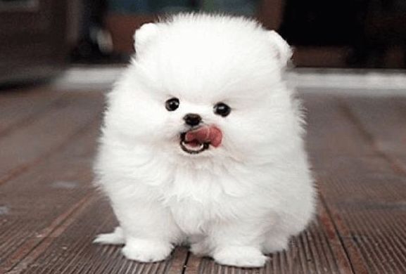 比熊多大可以吃干狗粮?成年和幼犬都有讲究,你知道怎么喂好吗?