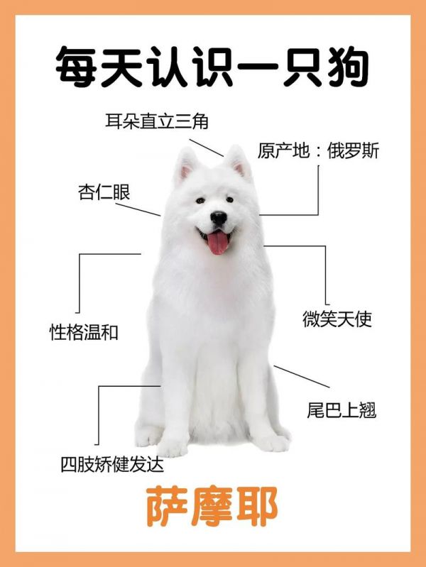 萨摩耶狗名,萨摩耶狗名字