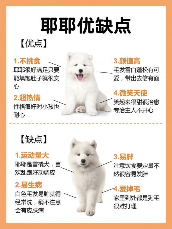 萨摩耶狗名,萨摩耶狗名字