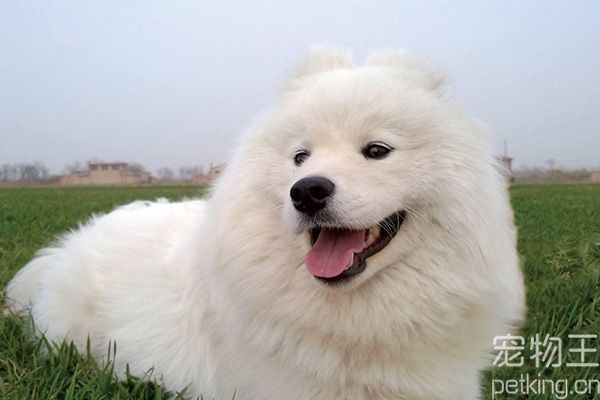 萨摩耶易患的三种常见病 萨摩耶常见病防治