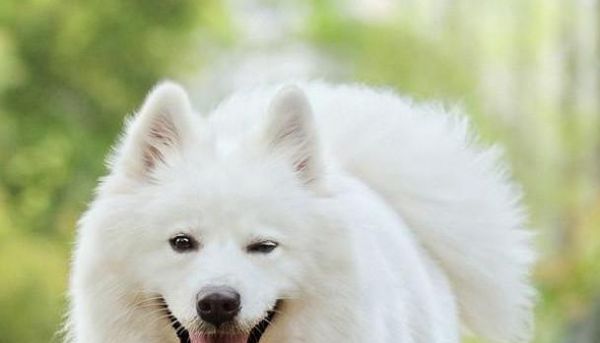 萨摩耶犬喜欢吃什么？主人必须知道的15种食物！（宠物饲养须知）