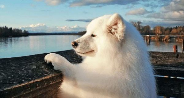萨摩耶犬喜欢吃什么？主人必须知道的15种食物！（宠物饲养须知）