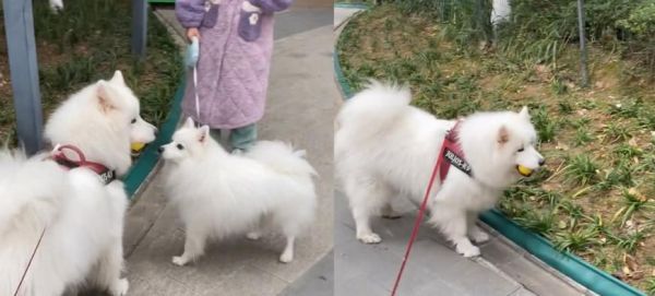 如何科学训练你的萨摩耶（建立亲密关系，打造听话宠物）