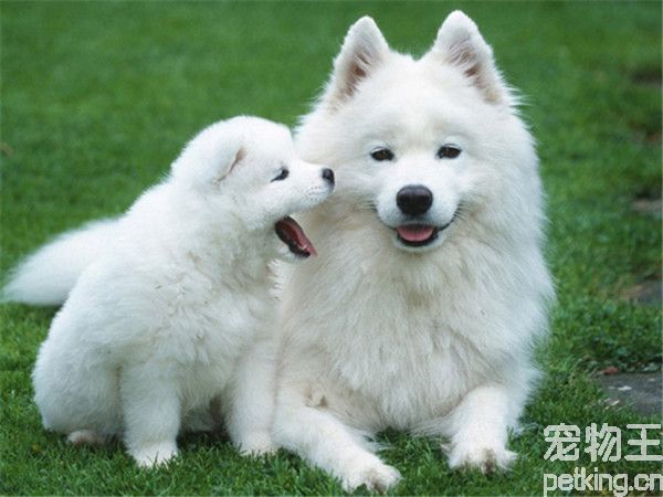 萨摩耶犬真的爱笑吗