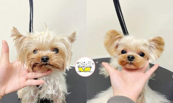 约克夏宠物美容护理指南（打造可爱迷人的小型犬）
