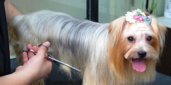 约克夏宠物美容护理指南（打造可爱迷人的小型犬）