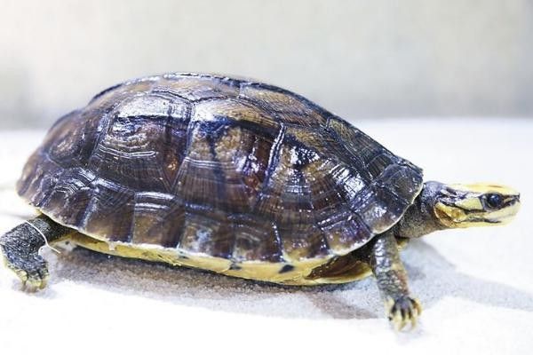 金钱龟和石金钱龟的区别