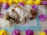 天津河东宠物殡葬-天津动物尸体无害化处理