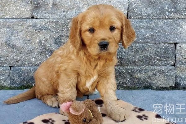 金毛幼犬饲养