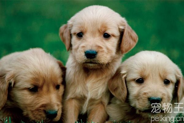 金毛幼犬饲养攻略