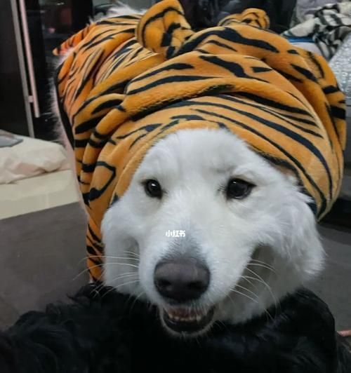 萨摩耶为什么不爱吃狗粮（探究萨摩耶吃肉不爱吃狗粮的原因）