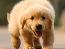 绵阳大型犬舍萨摩耶出售 包售后 欢迎挑选 送货上门