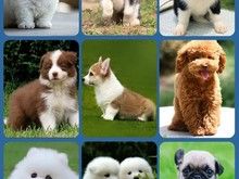 绵阳萨摩耶出售 专业繁育宠物狗 出售宠物幼犬