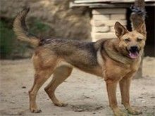 绵阳萨摩耶领养 绵阳宠物狗服务 优质萨摩耶出售