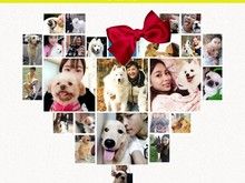 绵阳萨摩耶出售大型犬舍直销