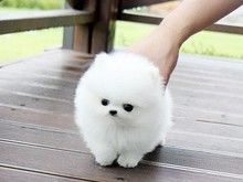 绵阳北川大型犬舍萨摩耶出售 专业犬舍 价格优惠