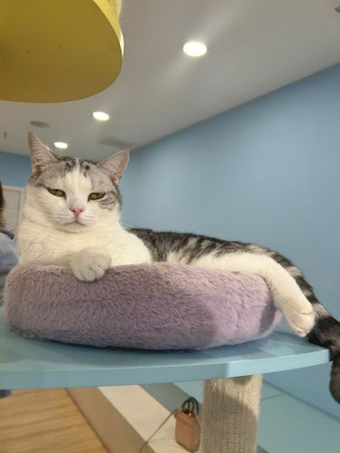 猫猫教众在新街口。