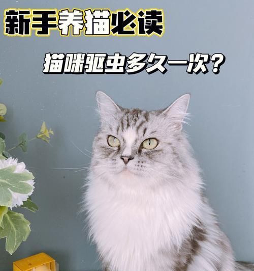正确饲养宠物的必备知识（从饲料到日常护理，让宠物健康成长）