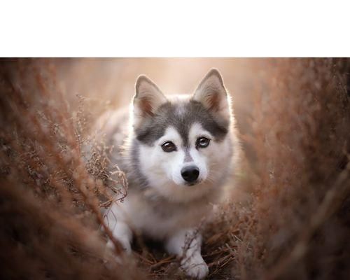 巨型阿拉斯加犬（宠物界的重量级选手）