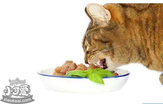 猫过敏症状 猫容易对什么食物过敏？