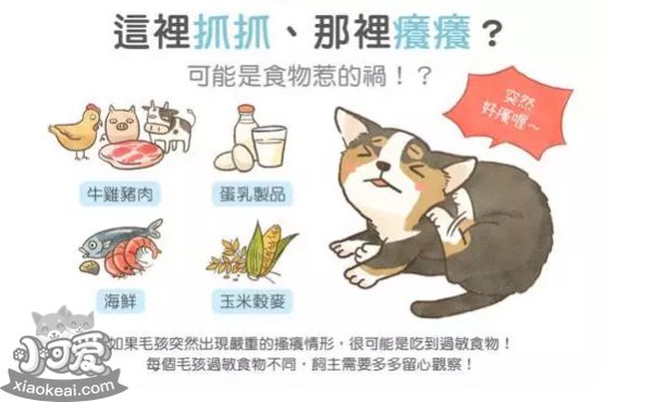 猫过敏症状 猫容易对什么食物过敏？
