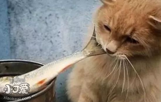 猫过敏症状 猫容易对什么食物过敏？