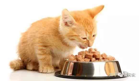 猫咪繁殖营养食谱：燕窝搭配与全面营养补充指南