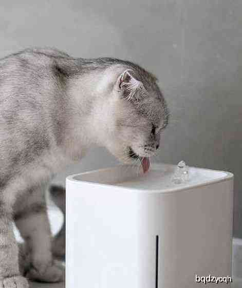 猫咪繁殖营养食谱：燕窝搭配与全面营养补充指南