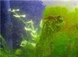 绿尘藻的治理方法
