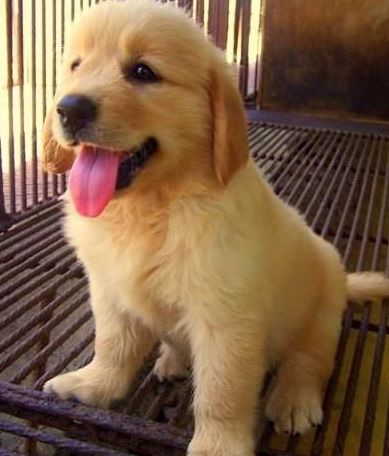 金毛犬怎么挑选？看这篇文章就够了