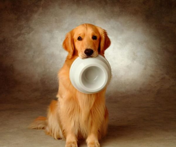 金毛犬怎么挑选？看这篇文章就够了