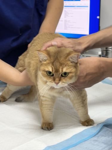 宠物医院大揭秘