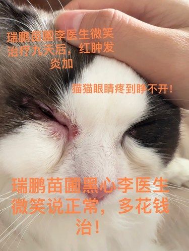 毫不夸张，她堪称宠物天使医生！