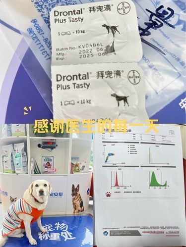 霸王餐宠物体检套餐