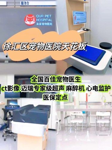 徐汇区宠物医院天花板！太专业了！