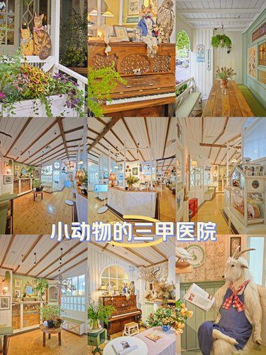 宠物界的田园三甲｜五福和朋友们小动物医院