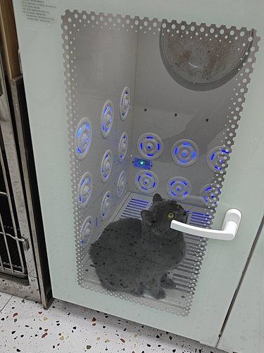 宠物洗澡记