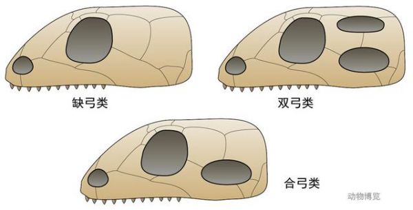 为什么说爬行动物是个不科学的分类单元？