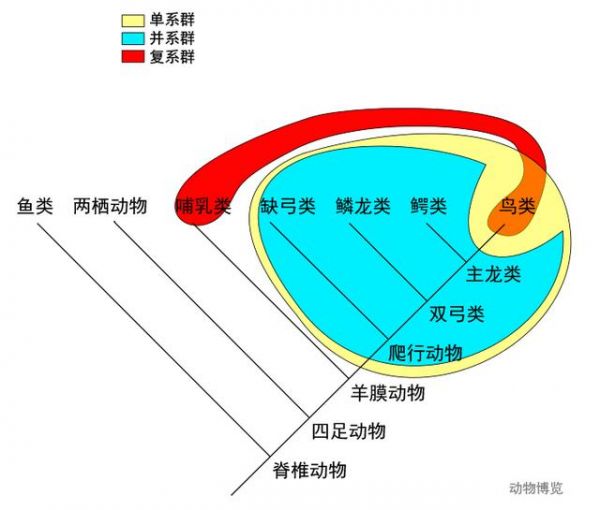 为什么说爬行动物是个不科学的分类单元？