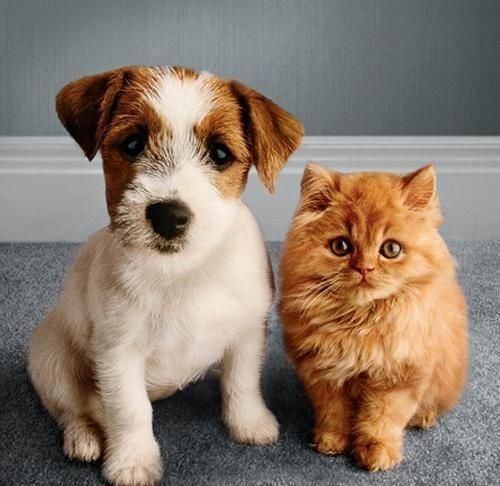 猫狗皮肤病反复发作，看看这篇文章，你会找到根治办法