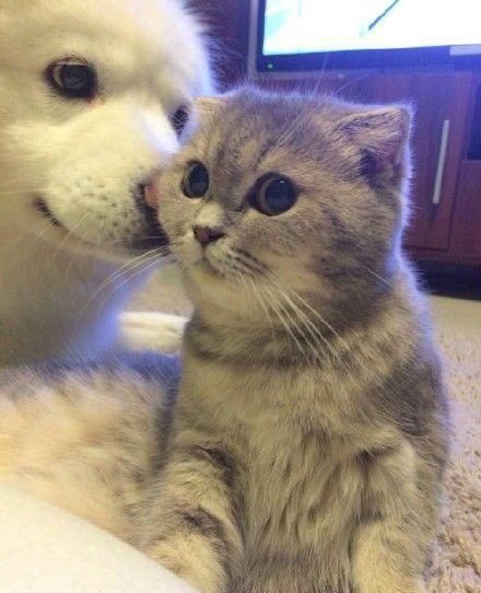 猫狗皮肤病反复发作，看看这篇文章，你会找到根治办法