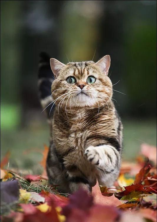 猫狗皮肤病反复发作，看看这篇文章，你会找到根治办法