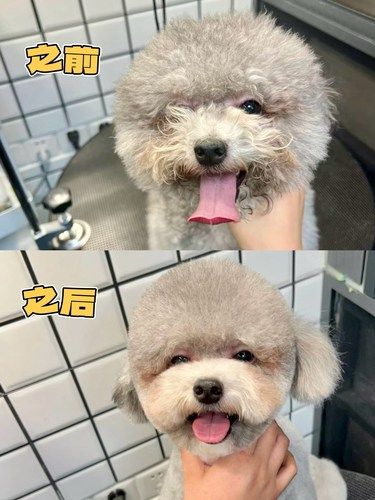 宠爱升级，毛孩子也要“洗剪吹”❗❗